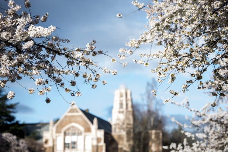 Cherry Blossom Trees Spring 2016 at the Qaud