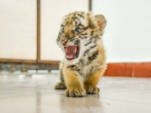 Tigerbaby