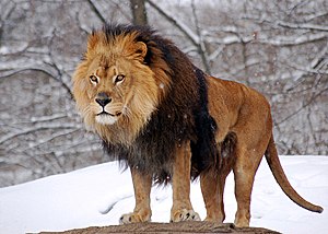 Aslan