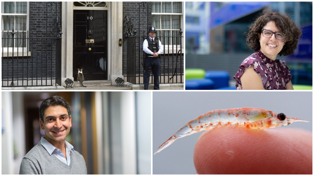 Composite image with 10 Downing Street, a krill on someone's fingers and headshot of Alyssa Gilbert and Ajay Gambhir