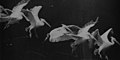 Image 44Flying pelican captured by Marey around 1882. He created a method of recording several phases of movement superimposed into one photograph (from History of film technology)