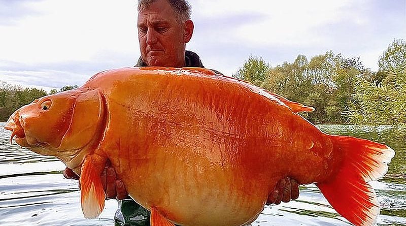 U Francuskoj ulovljena zlatna “ribica” teška 30 kilograma