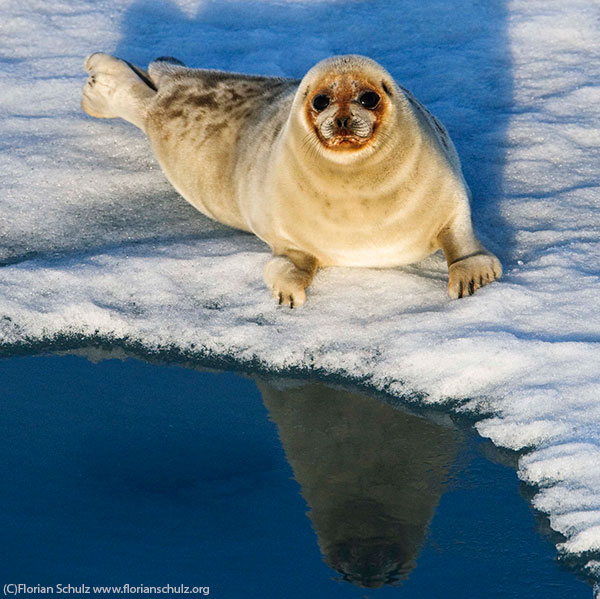 squareseal