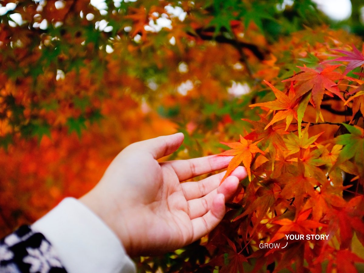 Woman reaching for Japanese maple leaf