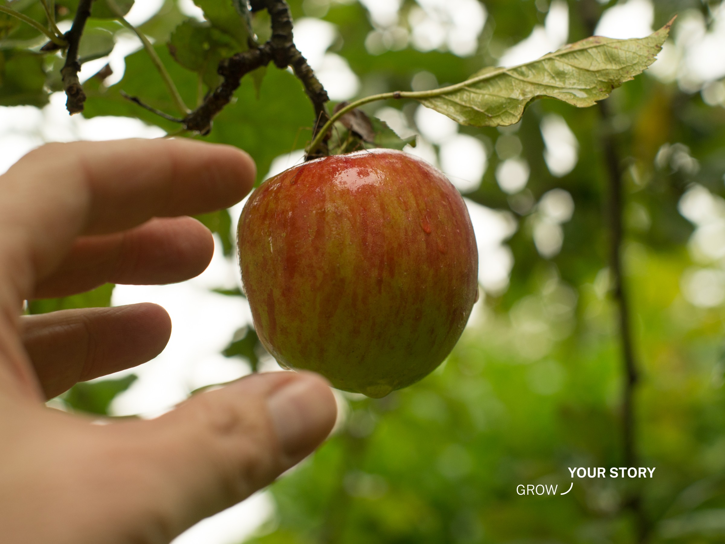 Hand reaching for ripe apple with Grow Your Story watermark