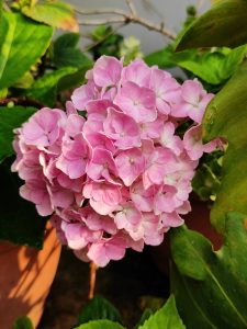 Flower - Hydrangea