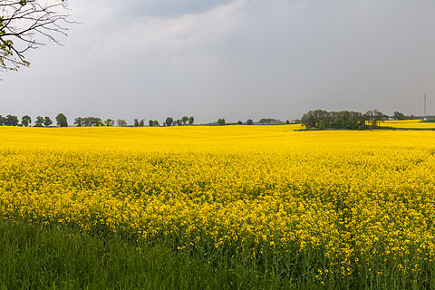 Campo de colza (Brassica napus), Malbork, Polonia, 2013-05-19, DD 01.jpg