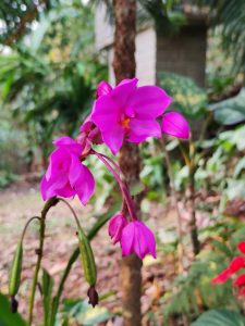 Flower - Spathoglottis Unguiculata