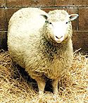 Dolly-sheep.jpg