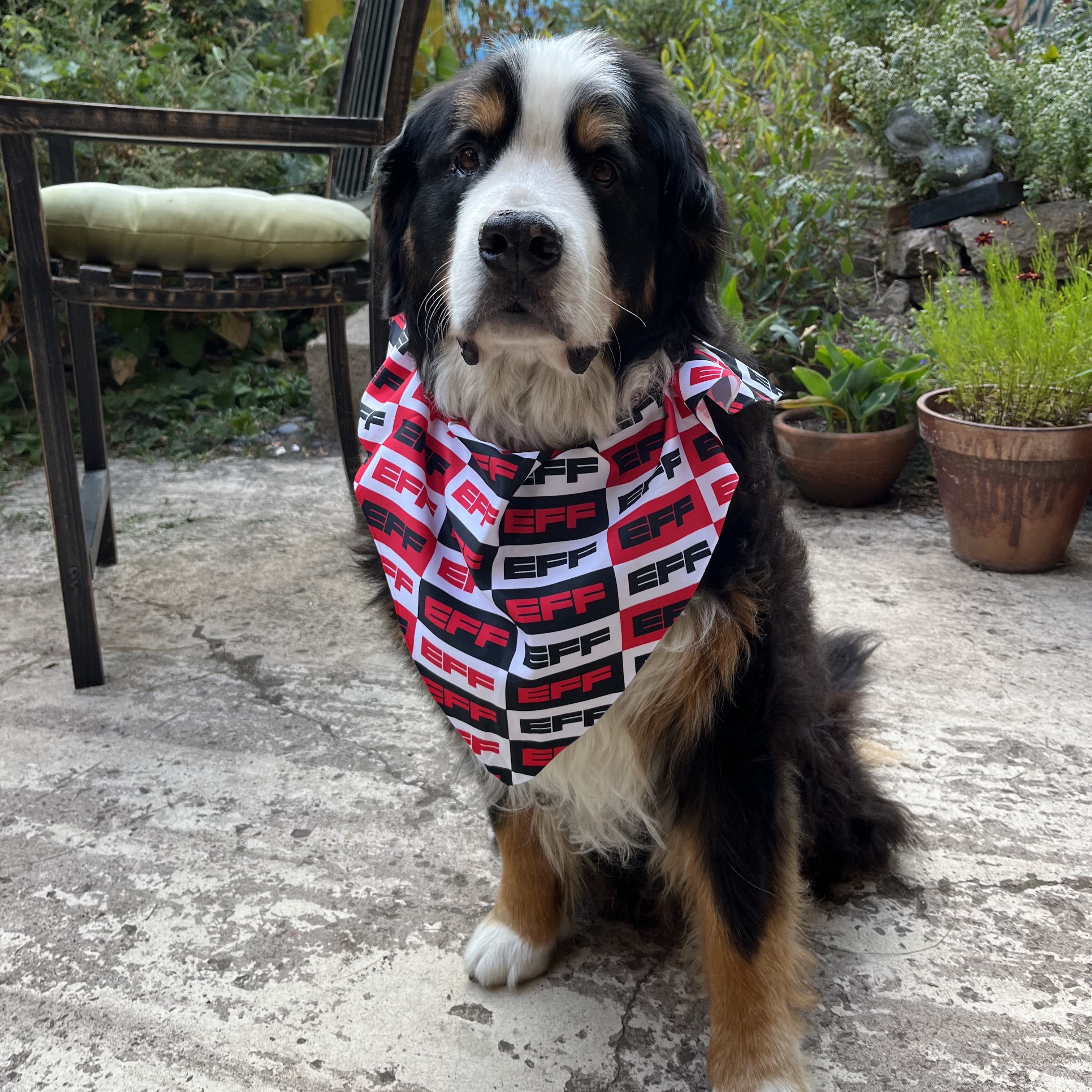 EFF pup Mackey wearing an EFF bandana. Bandana features EFF's logo in red, black and white