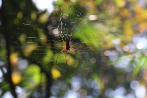 Location : Satchhari National Park, Habiganj, Sylhet, Bangladesh. Device: Canon R7, lense Canon 100-400 mm IS ii. Date: November 2022