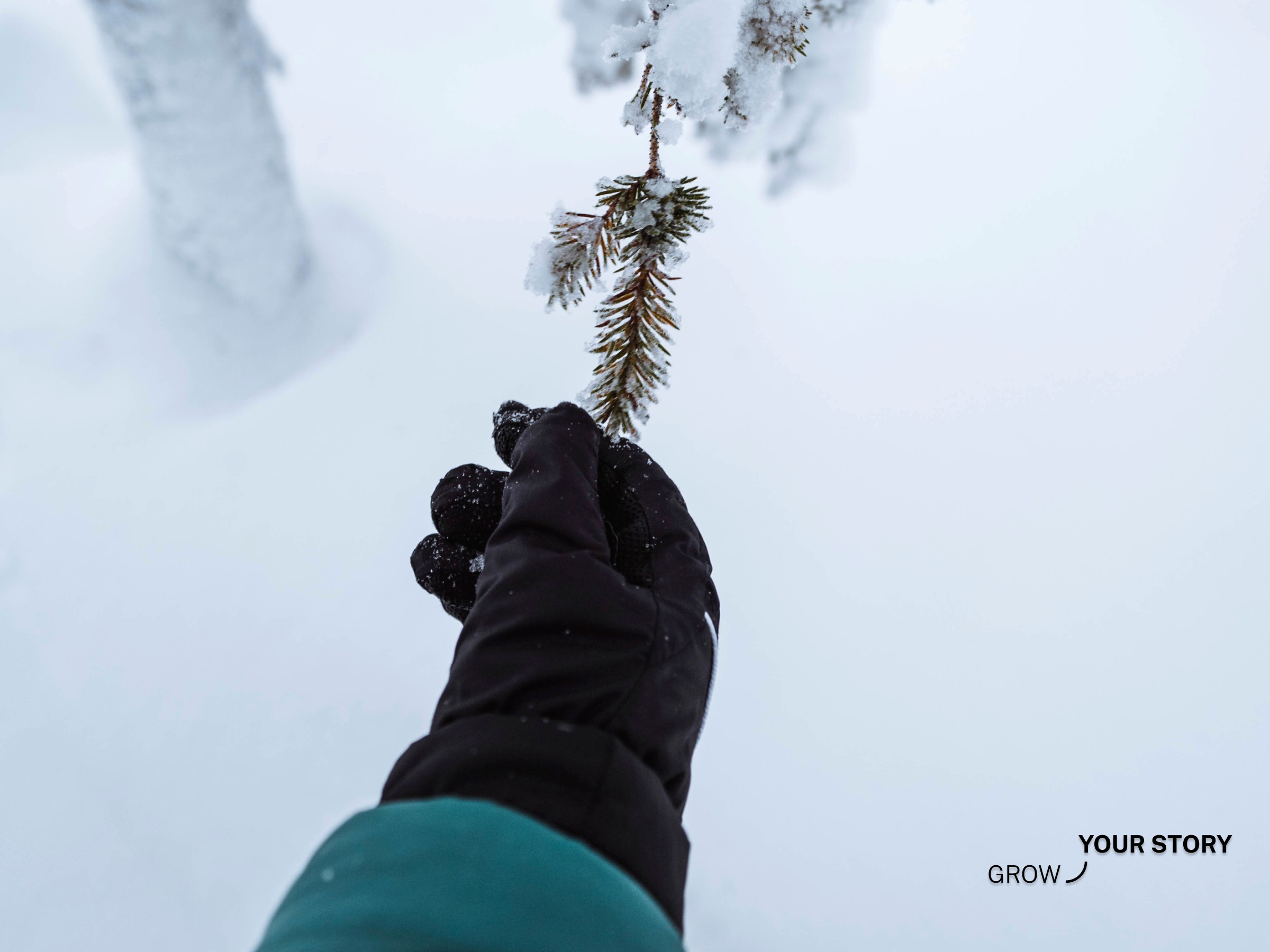 A gloved hand uncovering snow off pine needles