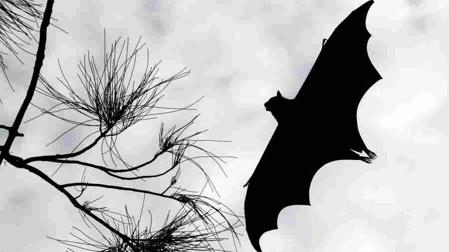 Death metal singers have a vocal counterpart ... in bats