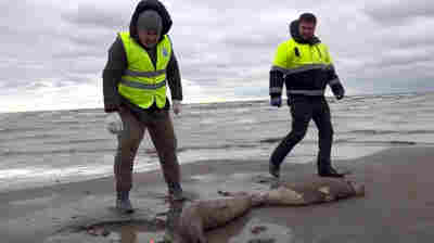 Nearly 2,000 dead seals are discovered on Russia's Caspian coast