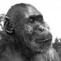 Paranthropus aethiopicus