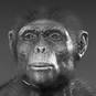 Ardipithecus ramidus