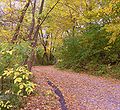 The Lakeshore Path as it enters the northernmost portion of Muir Woods