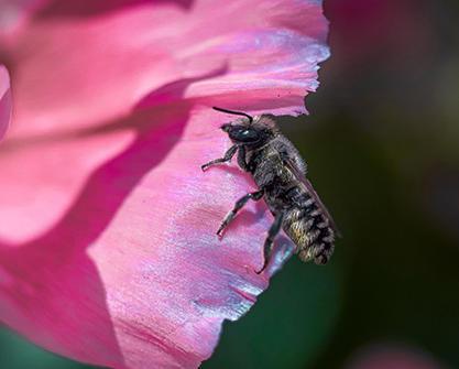 A leafcutter bee cuts a petal disc from a Clarkia amen flower