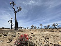 Mojave Desert 2020 Dome Fire aftermath.jpg