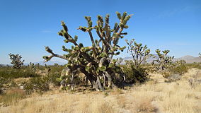 Cima Road-Mojave National Preserve.JPG