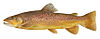 Brown trout FWS white background.jpg