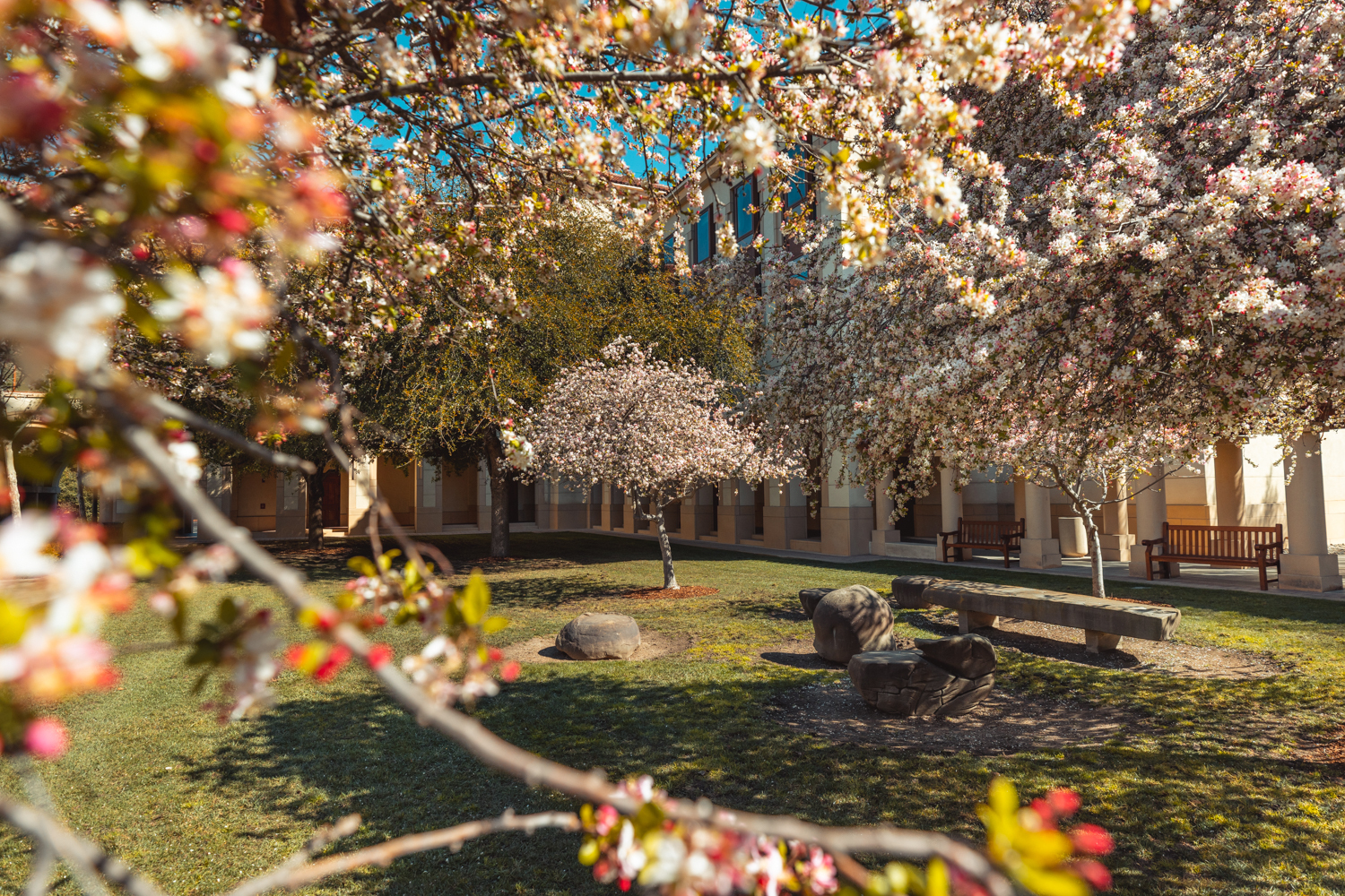 Cherry blossom trees engulf the Littlefield Center on a spring day