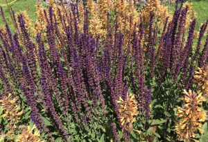 Summer blooms from the multi-color caradonna plants.
