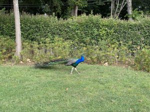 Peacock in garden outside Super Bock Arena in Porto, Portugal
