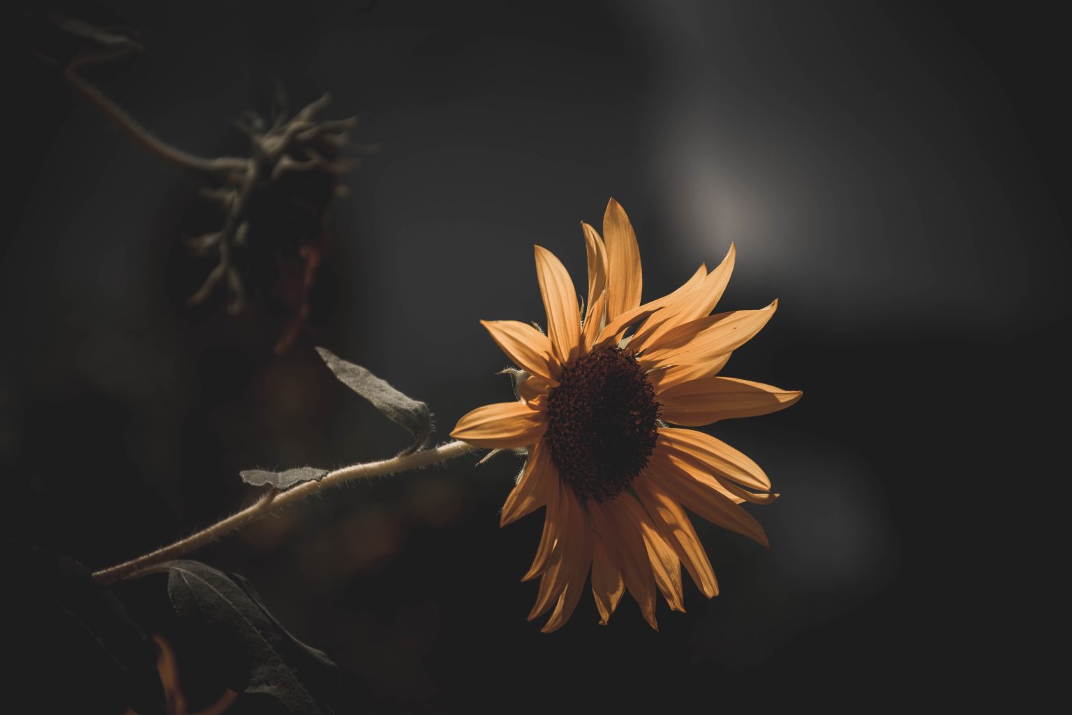 A yellow flower on a moody background. Photo contributed by Bijay Yadav to the WordPress Photo Directory.