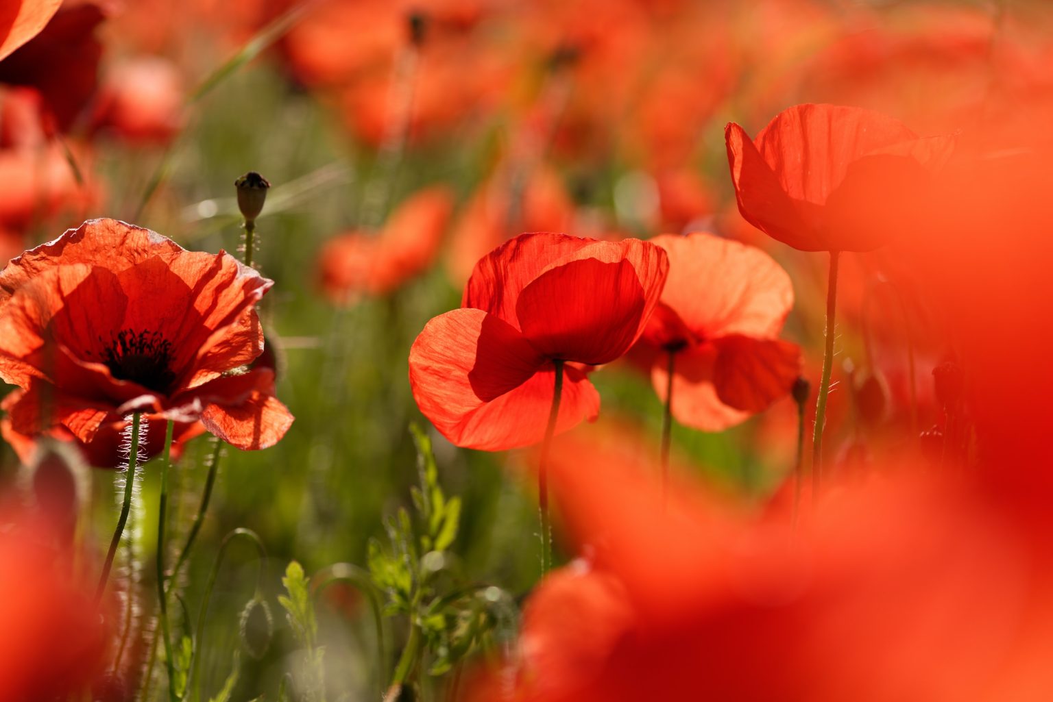 Close-up of red poppy flowers. Photo contributed by Kajal Gohel to the WordPress Photo Directory.