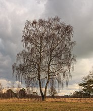 Magányos nyírfa (Betula) a Delleboersterheide-Cats Poele természetvédelmi területen (Frízföld, Hollandia)