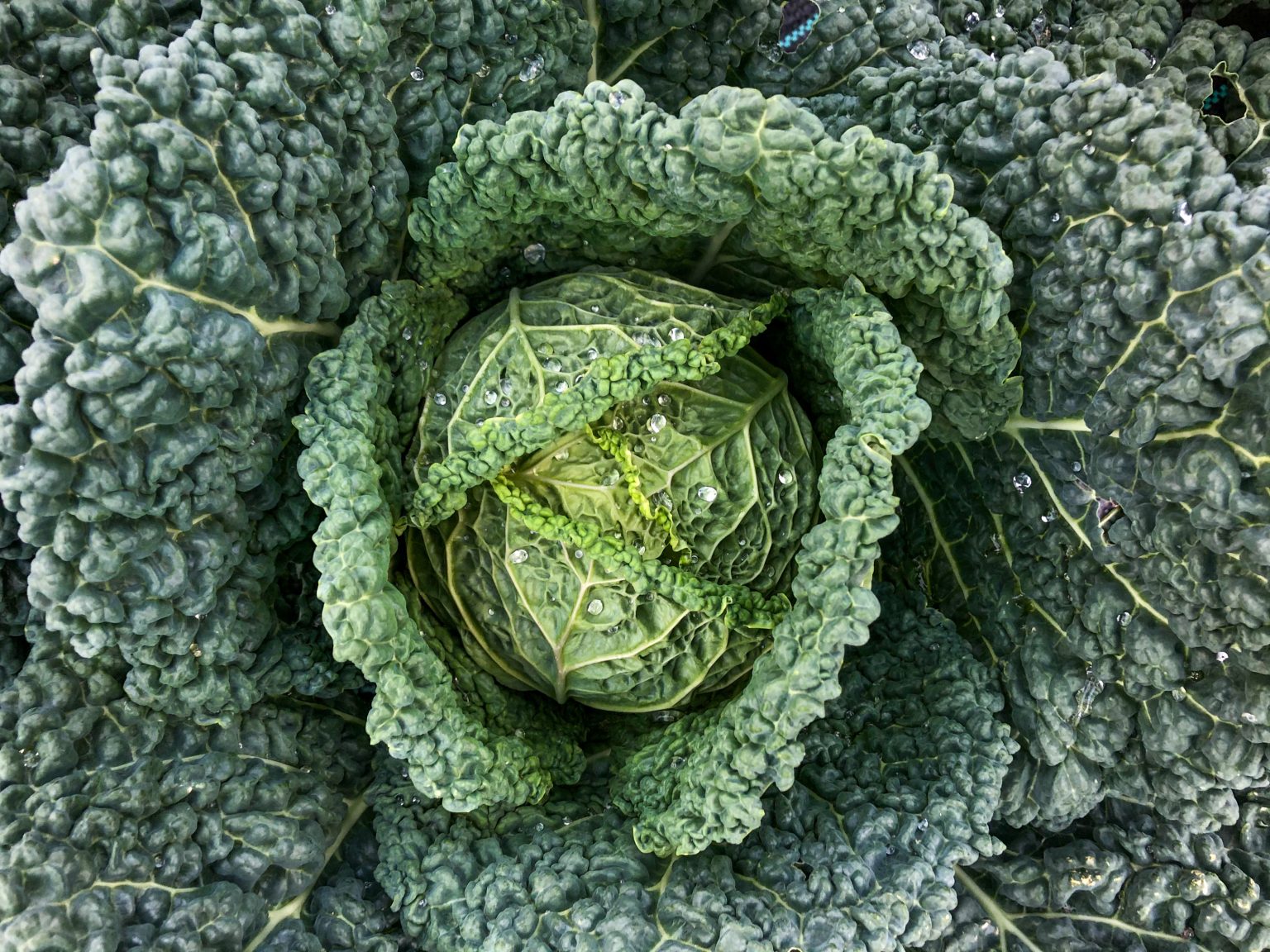 Close-up view of savoy cabbage. Photo contributed by Martin Sauter to the WordPress Photo Directory.