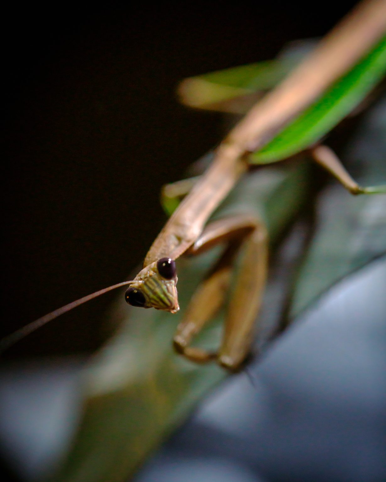 Green praying mantis staring at the camera. Photo contributed by Nicholas Garofalo to the WordPress Photo Directory.