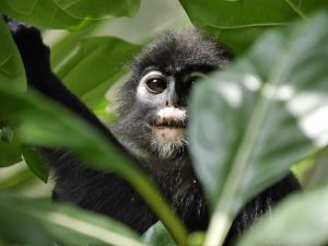 Monkey among tree leaves
