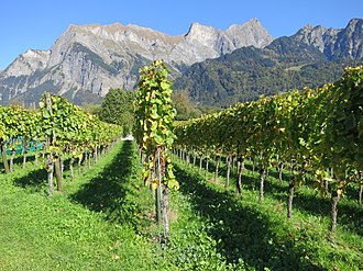 Lowlands: Vineyards of the Bündner Herrschaft, at the foot of the Falknis