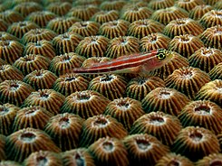 Helcogramma striata (Neon triplefin) on Diploastrea heliopora (Hard coral).jpg