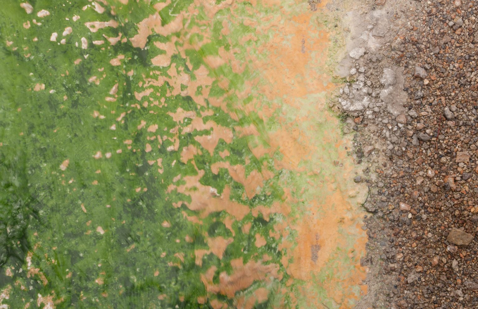 Slime mold in Yellowstone National Park, USA. Photo contributed by Chuck Grimmett to the WordPress Photo Directory.