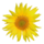 Tournesol.png