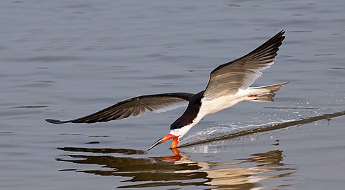 Black skimmer (Rynchops niger) in flight.jpg
