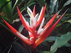 Heliconia angusta