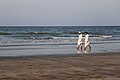 Al Azaiba Beach, Muscat, Oman