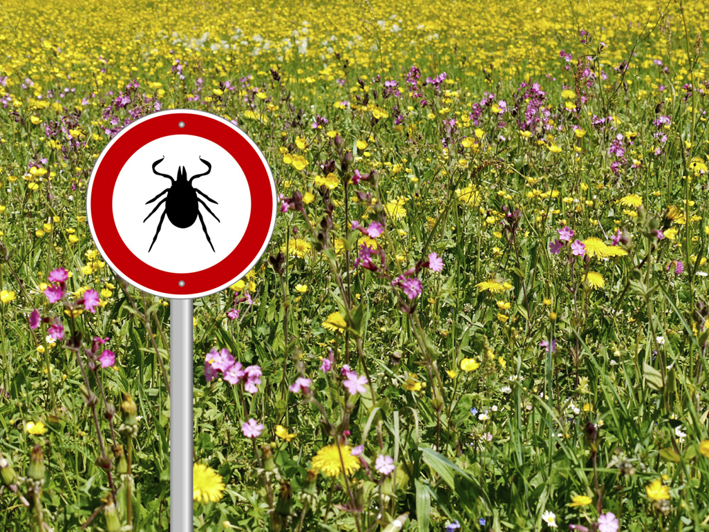 flower field with a tick warning sign