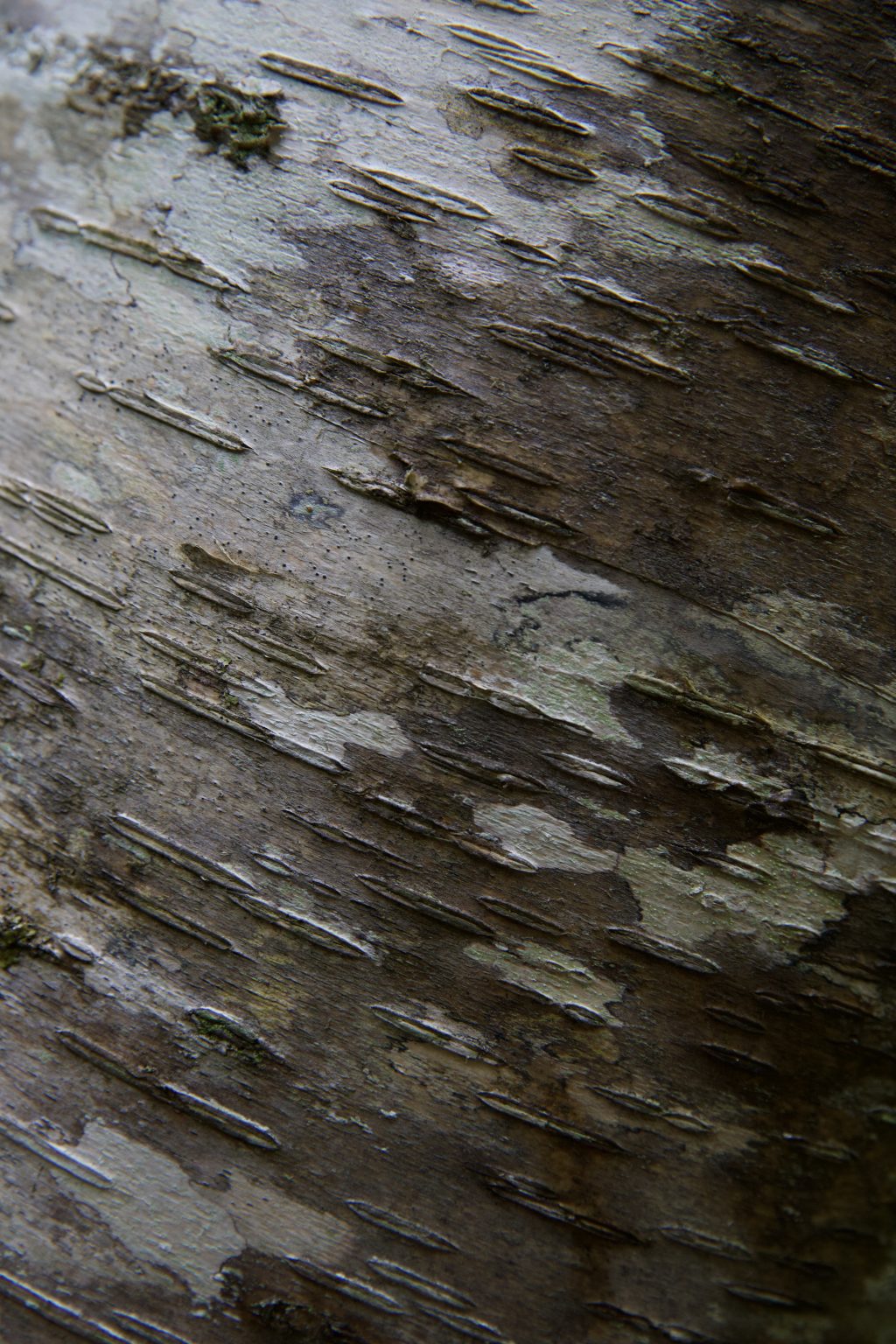 Close-up of a tree bark. Photo contributed by Chuck Grimmett to the WordPress Photo Directory.