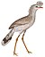 Cariama cristata 1838 white background.jpg