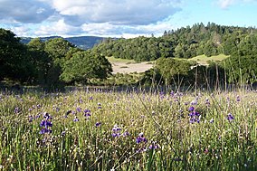 Lupines AnnadelStateParkCA.jpg