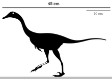 Hulsanpes Skeleton Reconstruction.png