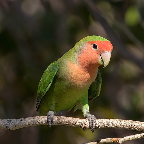 Rosy-faced lovebird (Agapornis roseicollis roseicollis).jpg