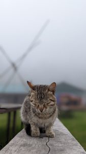 In the Himalayan range, sometimes it gets too cold for our little furry friends too!