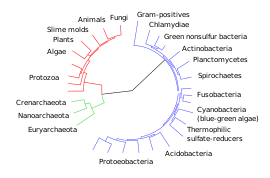 CollapsedtreeLabels-simplified.svg