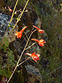 Delphinium nudicaule